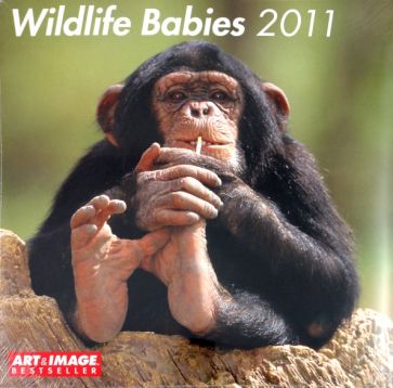 Календарь 2011 "Детеныши диких животных" (4434-2) Календарь 2011 "Детеныши диких животных" (4434-2)