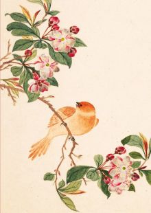 Птицы, насекомые и цветы. Яблоня, 32 листа